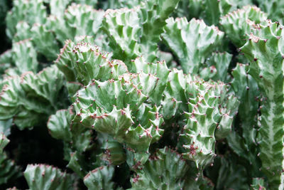 High angle view of plants