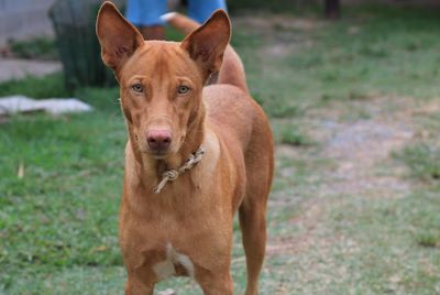 Portrait of dog standing on field