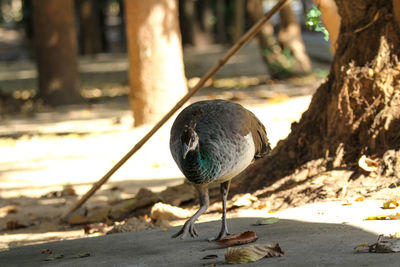 Bird perching on land at beach