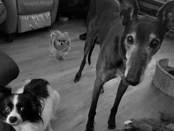 High angle portrait of dog