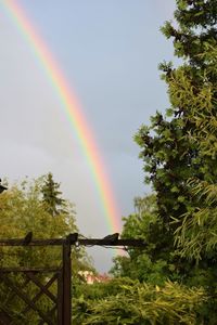 Low angle view of rainbow over trees against sky