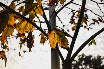 Close-up of yellow maple leaves on tree