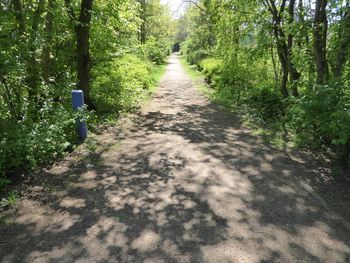 Dirt road amidst trees in forest