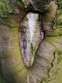 Full frame shot of tree trunk