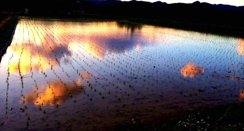 Reflection of trees in water