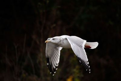 Close-up of bird flying