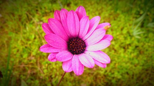 Close-up of pink osteospermum blooming on field