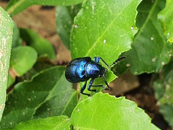 Close-up of insect on leaf