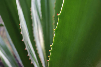 Close-up of succulent plant