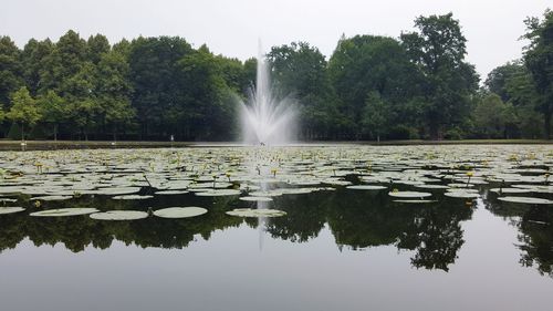 Scenic view of lake against trees