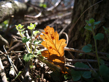 Close-up of dry maple leaves on field