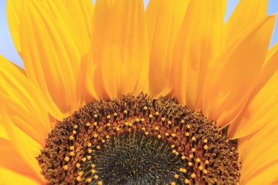 Close-up of sunflower blooming outdoors