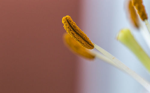 Close-up of flower stamen