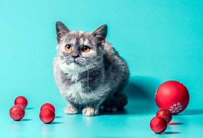 Close-up portrait of cat