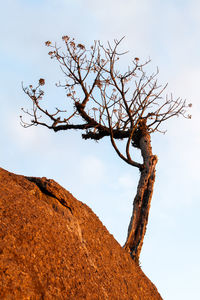 Low angle view of bare tree against sky