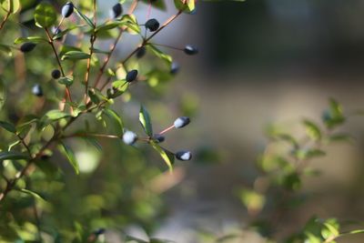 Close-up of plant growing outdoors