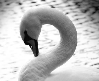 Close-up of swan