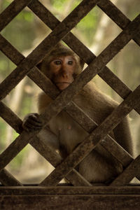 Portrait of monkey in cage