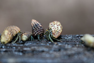 Many hermit crabs are searching for food in the morning on the wood in the mangrove forest 