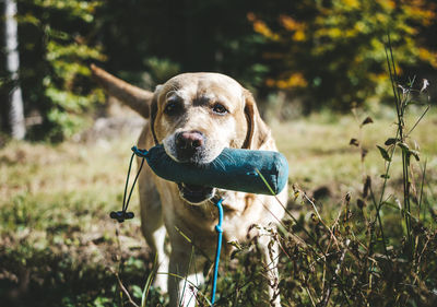 Close-up of dog