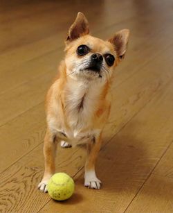 Portrait of dog with ball on hardwood floor