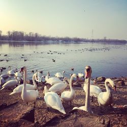 Swans swimming in lake against sky