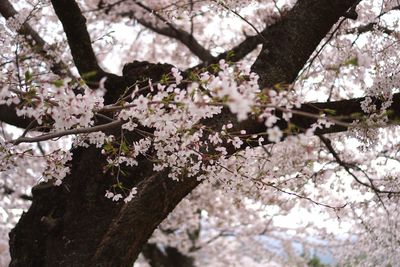 Low angle view of cherry blossom tree