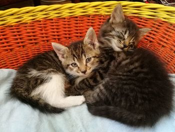 Cat relaxing in basket