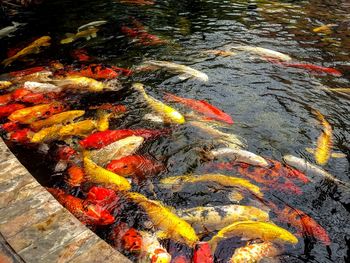 High angle view of koi carps swimming in water