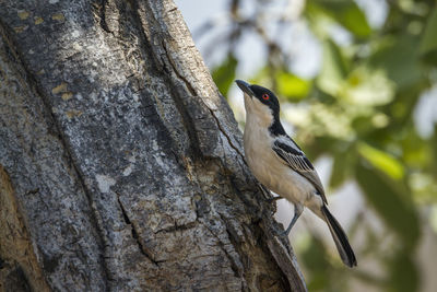 Close-up of bird perching on tree