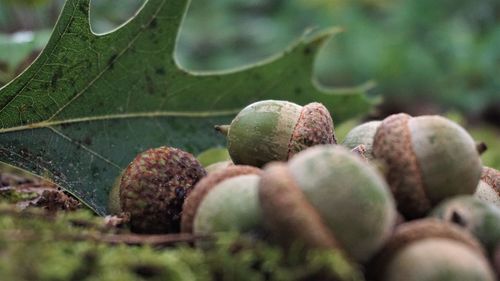 Close-up of fruits growing on plant