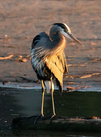 Bird perching on a beach