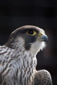 Close-up of a bird looking away