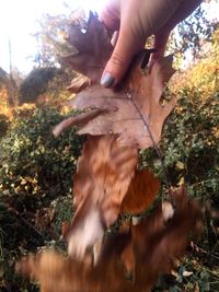 Close-up of woman holding autumn leaves