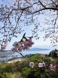 Cherry blossoms in spring