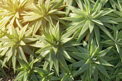 Full frame shot of fresh green plants