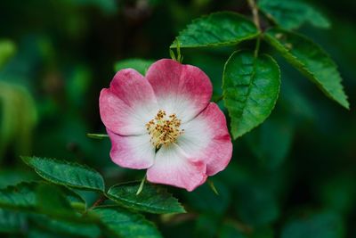 Close-up of pink flower