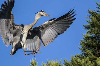 Low angle view of gray heron landing on tree