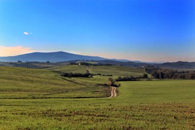 Scenic view of agricultural field against blue sky