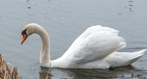 Swan swimming in lake