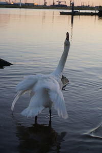 Swan floating on lake