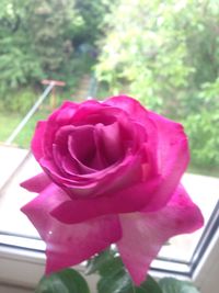 Close-up of pink rose blooming outdoors