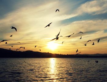 Flock of birds flying over sea
