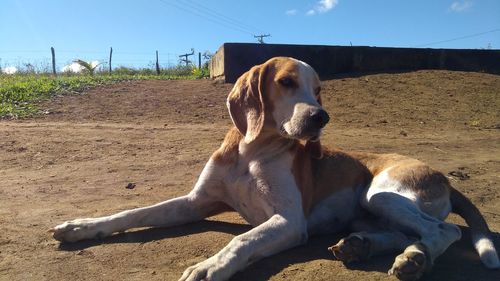 Dog sitting on a field