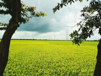 Scenic view of oilseed rape field against sky