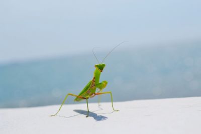 Close-up of praying mantis