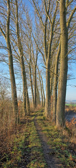 Bare trees on grassy field
