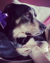 Close-up portrait of dog resting on blanket