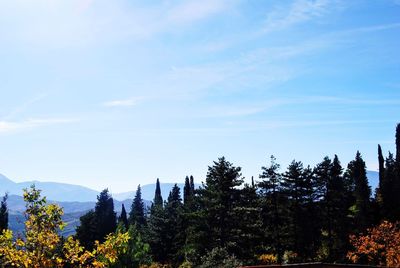 Trees in forest against sky