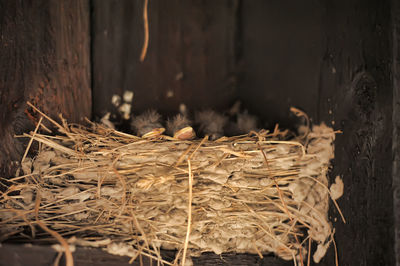 Close-up of dry plants against tree trunk